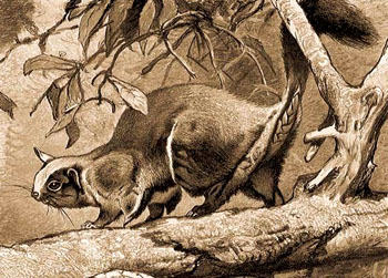 啮齿目Rodentia 蓝色动物学（中国动物学科普）